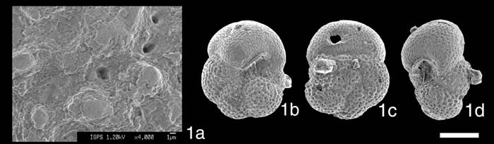 [Globorotalia rikuchuensis#1]