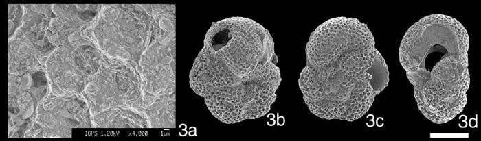 [Globorotalia rikuchuensis#3]