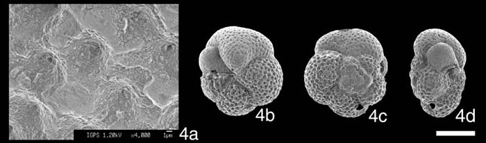 [Globorotalia rikuchuensis#4]